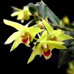 The Hidden Powers of Wild Rainforest Dendrobium Flower Tea