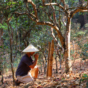 Journey To Jingmai: How I Met the Bulang Protector of Ancient Tea Forests