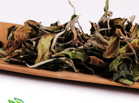 Wild Artisan Moonlight White - Wild Tea Qi Official Website