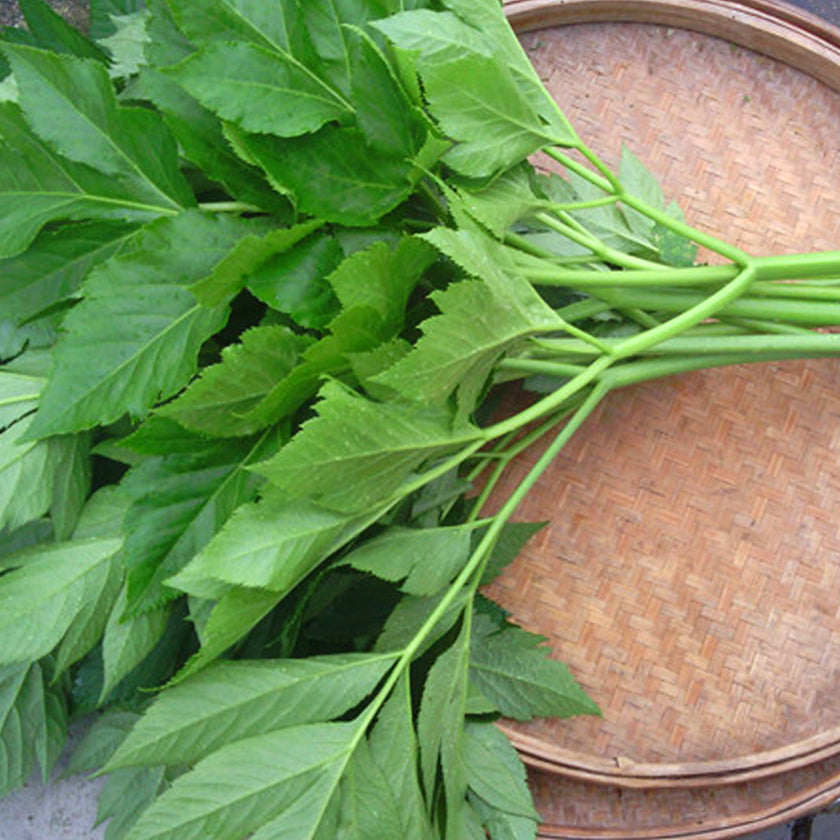 Ashitaba Green Leaf Powder - Wild Tea Qi Official Website