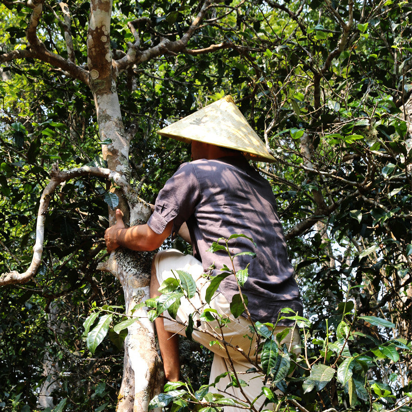 How to Hunt the Moon: My Three Year Journey Sourcing China’s Best Moonlight White Tea