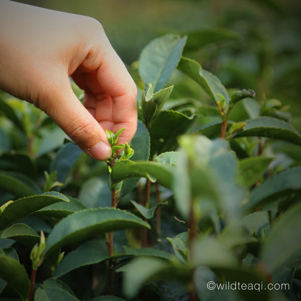 Why Drinking Spring Tea is So Important?– Wild Tea Qi Official Website