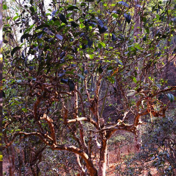 A Tale of 2 Teas: Comparing Ancient Tree Green Tea vs. Farmed Organic ...