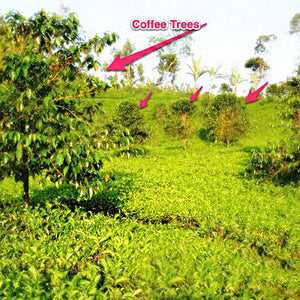 BiodiversiTEA Plantation In Indonesia