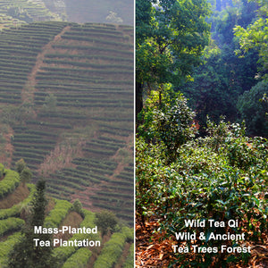 Where your tea comes from?