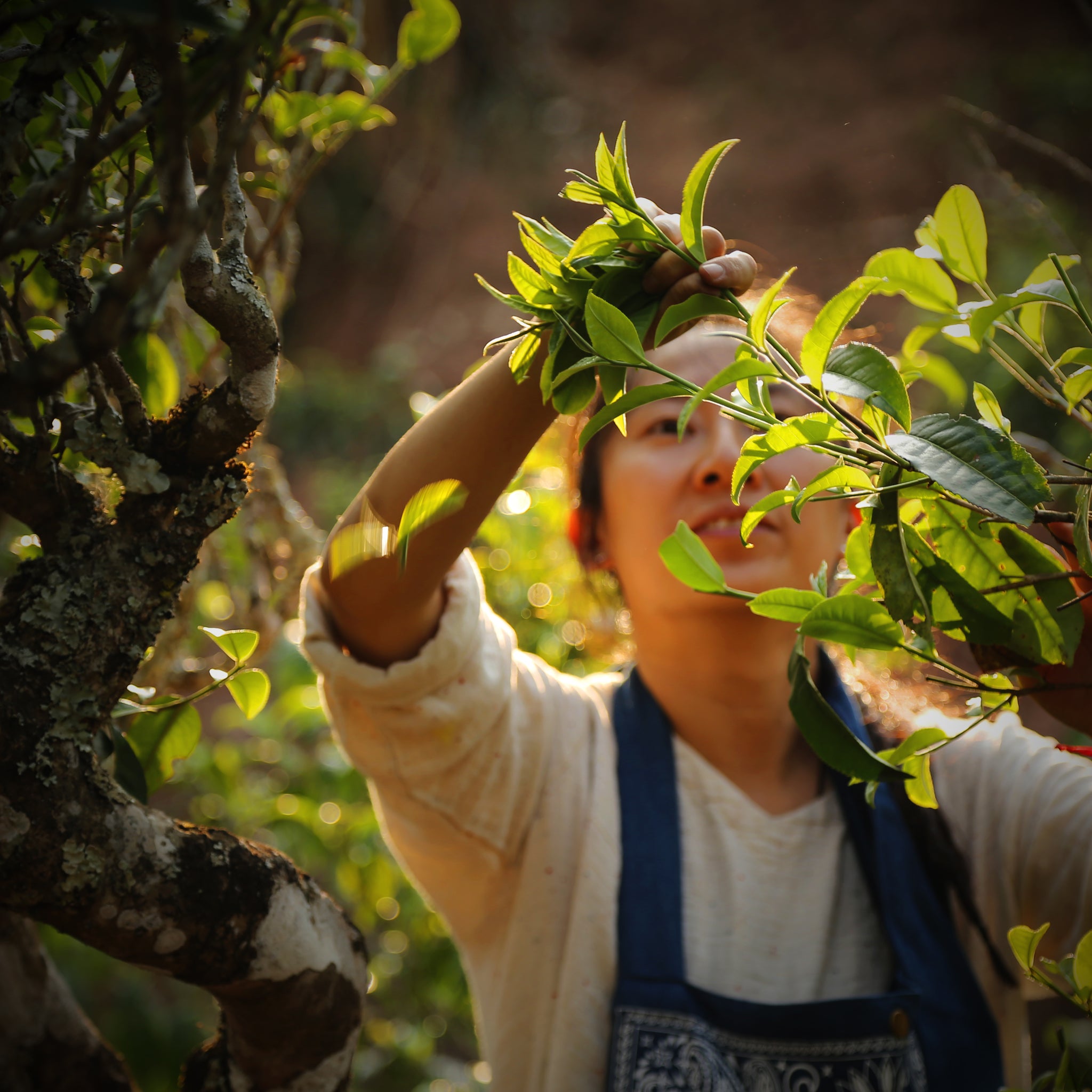 Back to Nature and Tradition
