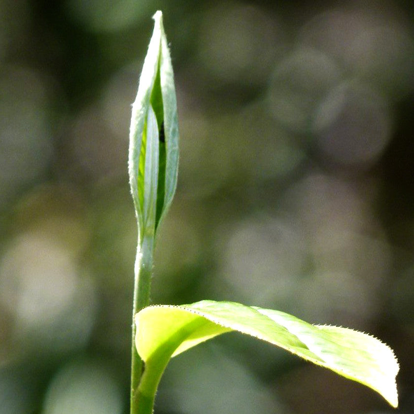 Examining Tea Dust in Your Tea Leaves