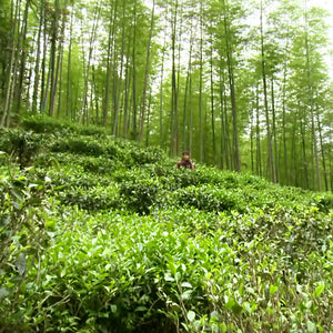 Hunting Dancong Oolong Tea on Phoenix Mountain