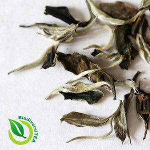 Great Debates of Tea: Is Moonlight White Tea Puer Tea or White Tea?