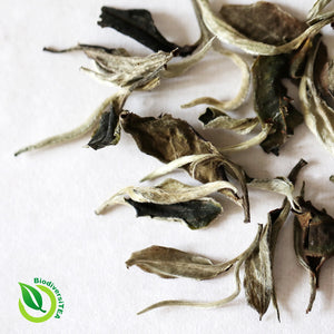 sourcing china's best moonlight white tea