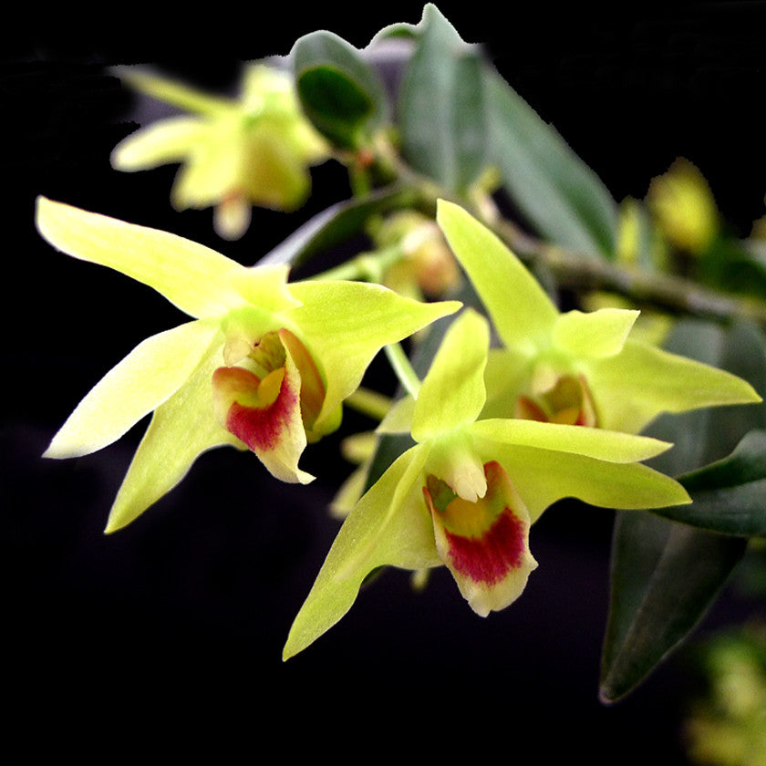 The Hidden Powers of Wild Rainforest Dendrobium Flower Tea