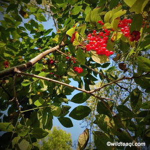 The Many Benefits of Adding Schizandra Berries to Your Tea