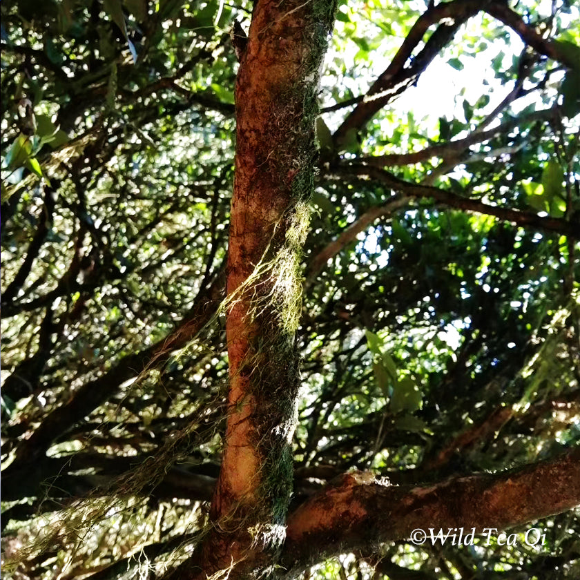 What is Biodiversity Tea (BiodiversiTea)? - Part 2