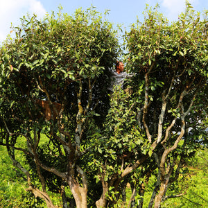 A hunting story of ancient tea tree green tea