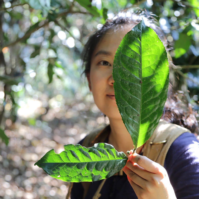 The Story of Wild Artisan Moonlight White Tea - Part 2