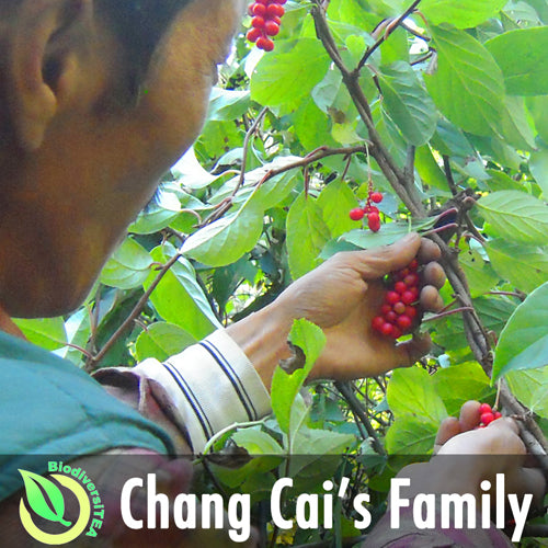 4th Generation Wild Herbs Hunter in Chang Bai Mountain