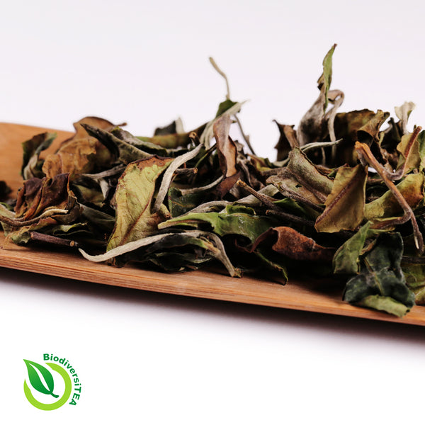 Wild Artisan Moonlight White - Wild Tea Qi Official Website