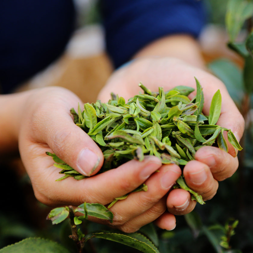 Artisan Yunnan Longjing Green Tea - Wild Tea Qi Official Website