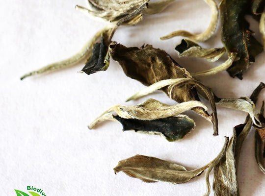 Ancient Artisan Moonlight White Tea - Wild Tea Qi Official Website