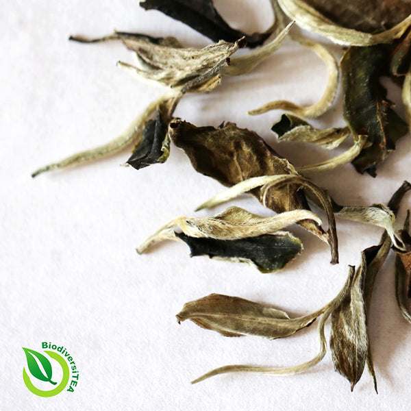 Ancient Artisan Moonlight White Tea - Wild Tea Qi Official Website