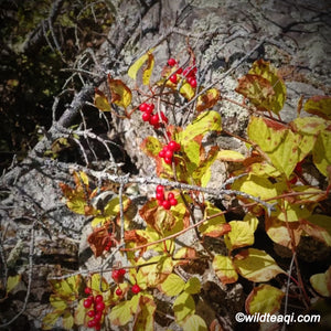 Wild Schizandra Herbal Tea (Wild Omija Berry) - Wild Tea Qi Official Website